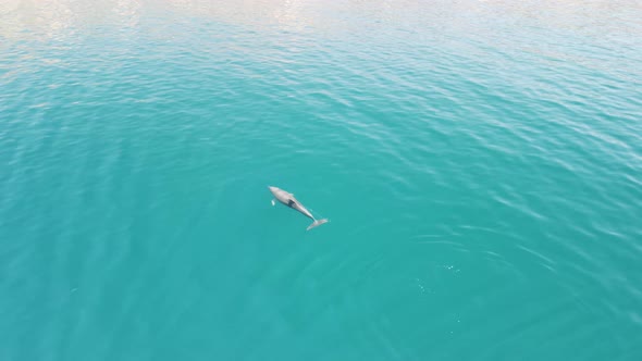 Aerial View of the Dolphins Slowly Swimming in Crystal Clear Calm Turquoise Waters