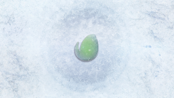 Winter/Snow Fall Logo alt