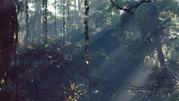 Misty Jungle Rainforest in Fog