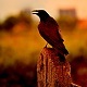 Crow