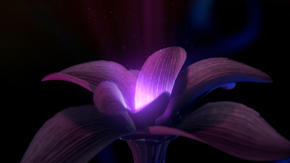 Mysticical Flower Logo