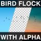 Flock Of Birds With Alpha Channel - VideoHive Item for Sale