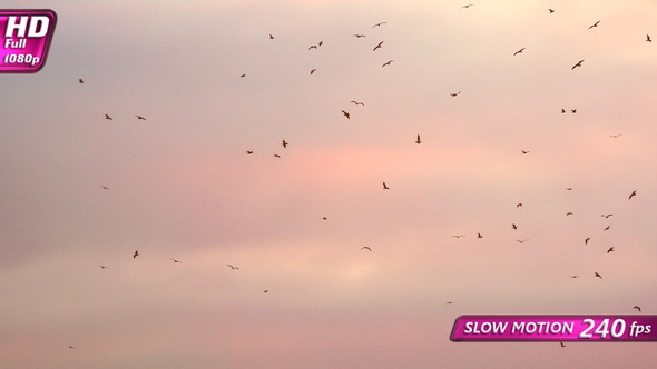 Flock Of Black Birds In A Bright Sky