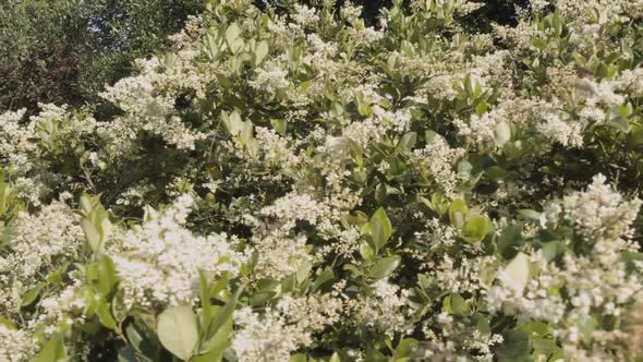 Butterflies fly around a flowering bush.