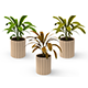 Houseplants - 3DOcean Item for Sale