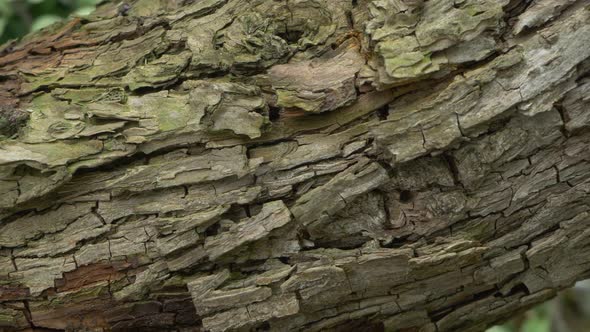 Bark Snag Tree Wood Trunk