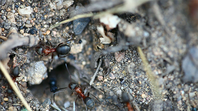 Ants nest. Macro. 3