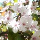 Apple Tree Blossom - VideoHive Item for Sale