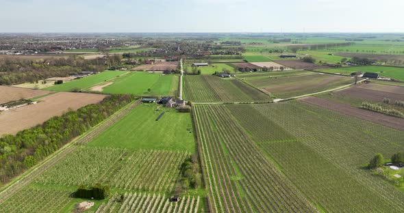 Aerial view of fruit orchards, Rumpt, Betuwe, Gelderland, Netherlands