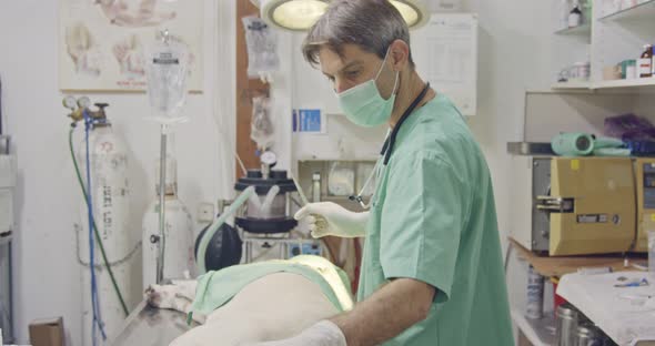 Veterinary surgery - Veterinarian operating a white dog in a pet clinic