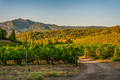 Turn of the road and green trees in Greece - PhotoDune Item for Sale