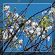 Blossoming Tree On The Wind - VideoHive Item for Sale
