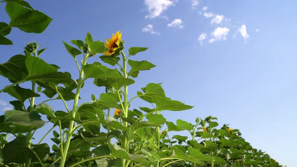 Yellow Sunflower Head Blooming in the Field