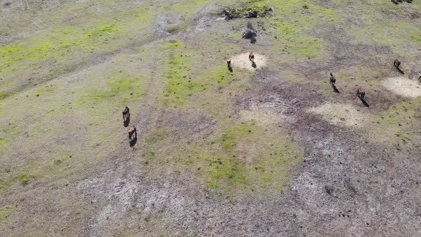 Aerial view of Grassland with Horses