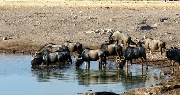 Blue Wildebeest Gnu, Namibia Africa wildlife safari