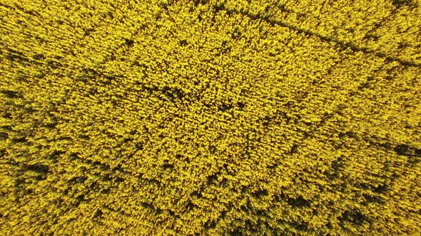 A Field of Blooming Anise