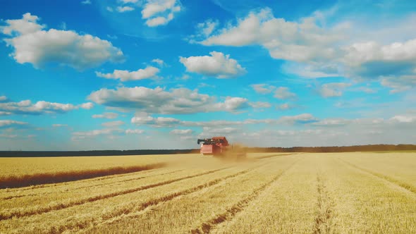 Combine Harvester Gathers the Wheat Crop. Wheat Harvesting Shears. Combines in the Field. Steadicam