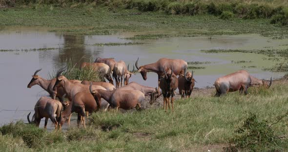 Topi, damaliscus korrigum, Group standing at the Water hole, Masai Mara Park in Kenya, Real Time 4K