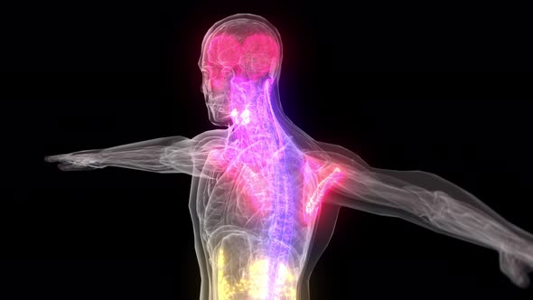 Abstract Male Anatomy V2 4k alt