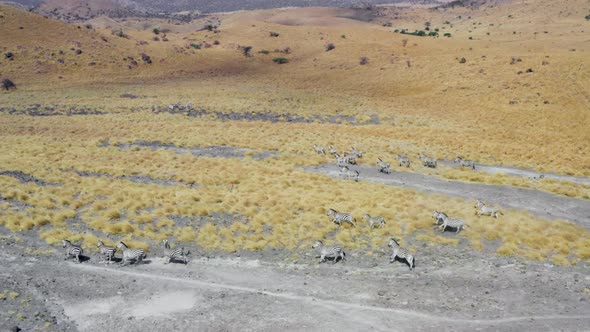 Drone Video of a Group of Zebras Running on a Yellow Savannah