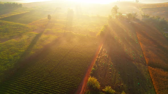 4K : Aerial view from a drone over a rural field at sunrise in Thailand.