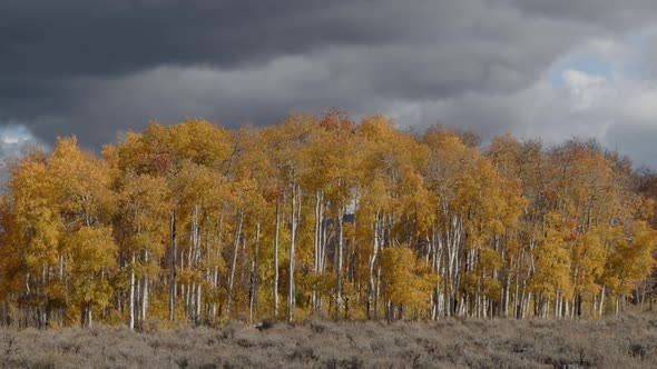 Apsen trees in yellow fall colors blowing in the wind with dark clouds above