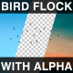 Flying Bird Flock With Alpha Channel - VideoHive Item for Sale
