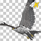 Eurasian White-tailed Eagle - Flying Transition II - 270