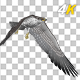 Eurasian White-tailed Eagle - Flying Loop - Down Angle View - 269