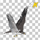 Eurasian White-tailed Eagle - Flying Loop - Down Angle View - 268