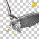 Eurasian White-tailed Eagle - Flying Transition II - 267