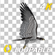 Eurasian White-tailed Eagle - Flying Loop - Down Angle View - 266