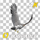 Eurasian White-tailed Eagle - Flying Loop - Down Angle View - 265