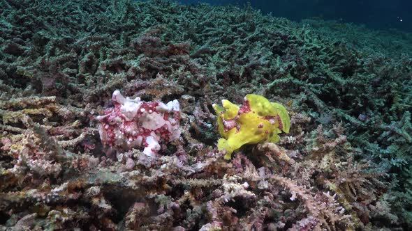 Two warty frogfish mating on coral reef.