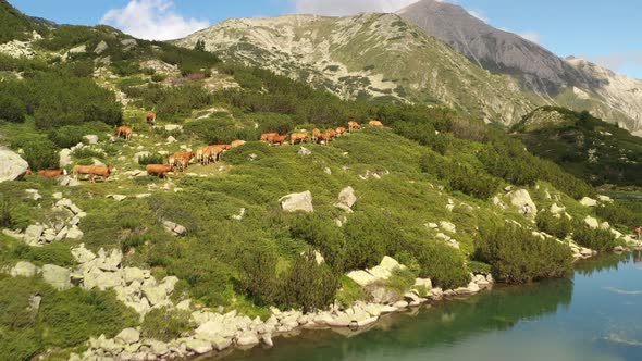 Herd Of Cows On Banderishki Lakes Fish Lake 