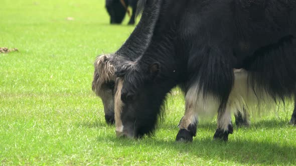 Yaks Grazing in the Meadow