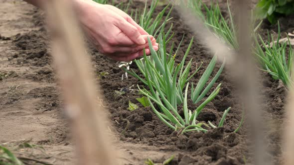 Close-up, Young Green Onions, Sprouted From the Soil in the Garden, Is Watered From Hands, Palms