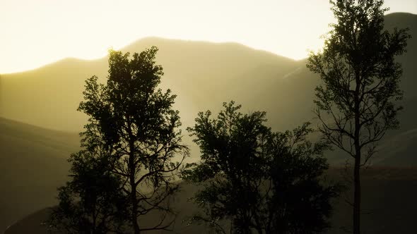 Carpatian Mountains Fog and Mist at the Pine Forest