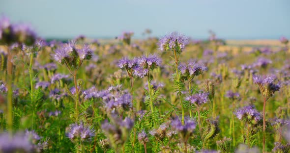 Honey Plant