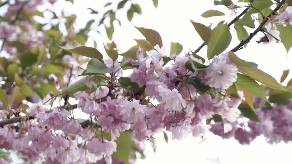 Sakura Cherry Blossoms Close Up