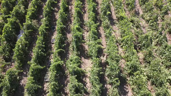 Countryside Farms and Vineyard Grapes, Aerial View of Ripe Grapes in Morning