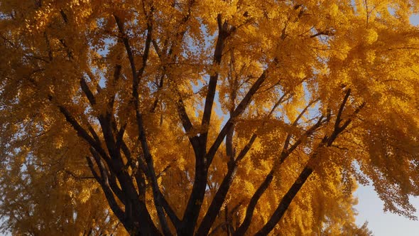 The bright yellow leaves of the Ginkgo Biloba tree in autumn