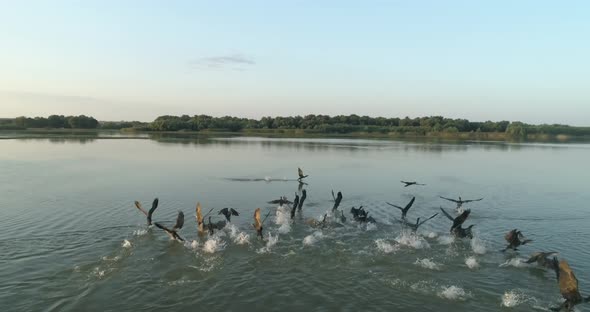 chasing a flock of ducks that taking off over a lake during sunrise