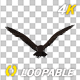 Eurasian White-tailed Eagle - Flying Loop - Down Angle View - 260