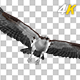 American Eagle - USA Flag - Flying Transition - V - 333