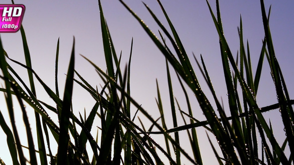 Early Morning Grass