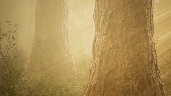 Autumn Forest and Trees in Morning Fog alt