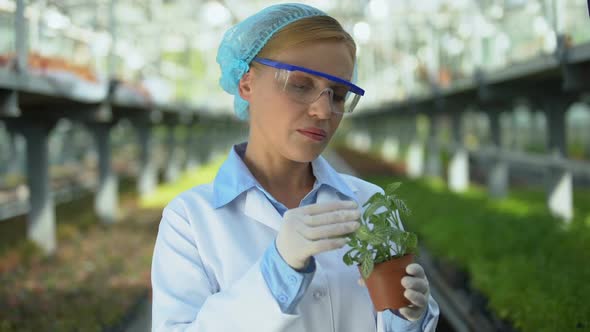 Professional Scientist Researching Greenhouse Crops Inserting Data in Tablet App