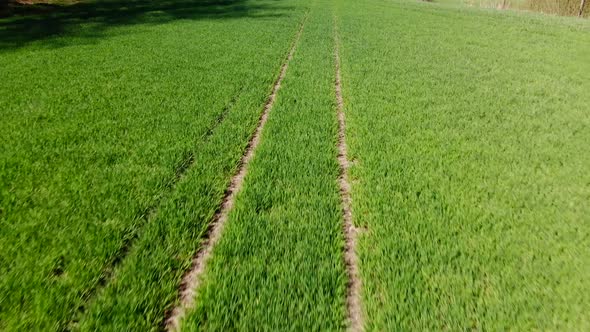 Drone Video of an green field