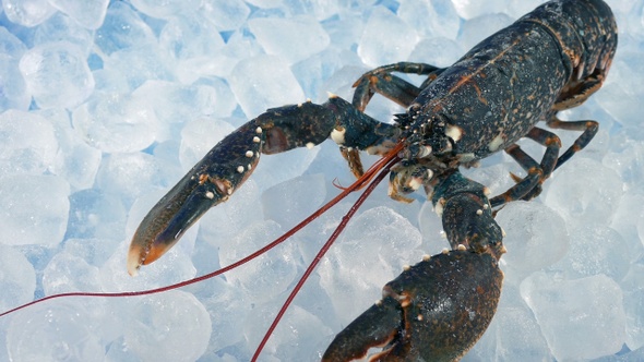 Fresh Lobster On The Ice Seafood